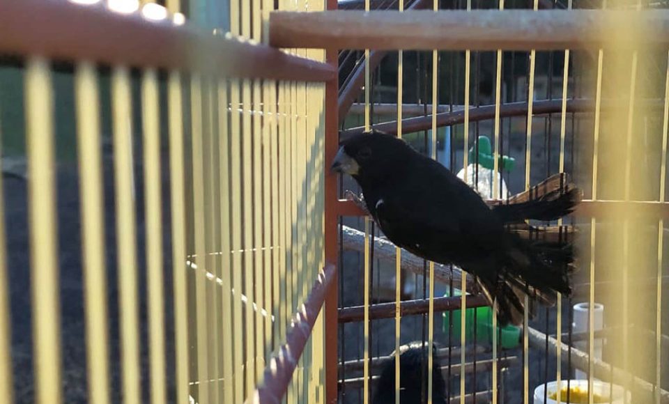 O Escritório Regional do Instituto Água e Terra (IAT) de Umuarama, no Noroeste do Estado, realizou a apreensão e a soltura de mais de 250 aves. O o secretário da pasta, Márcio Nunes, participou da soltura de 17 aves, entre Trinca Ferro, Coleirinha, Patativa, Canário Terra, Melrol, Sabiá, Irauna Grande, e Curió.  -  Umuarama, 29/06/2021  -  Foto: SEDEST/IAT