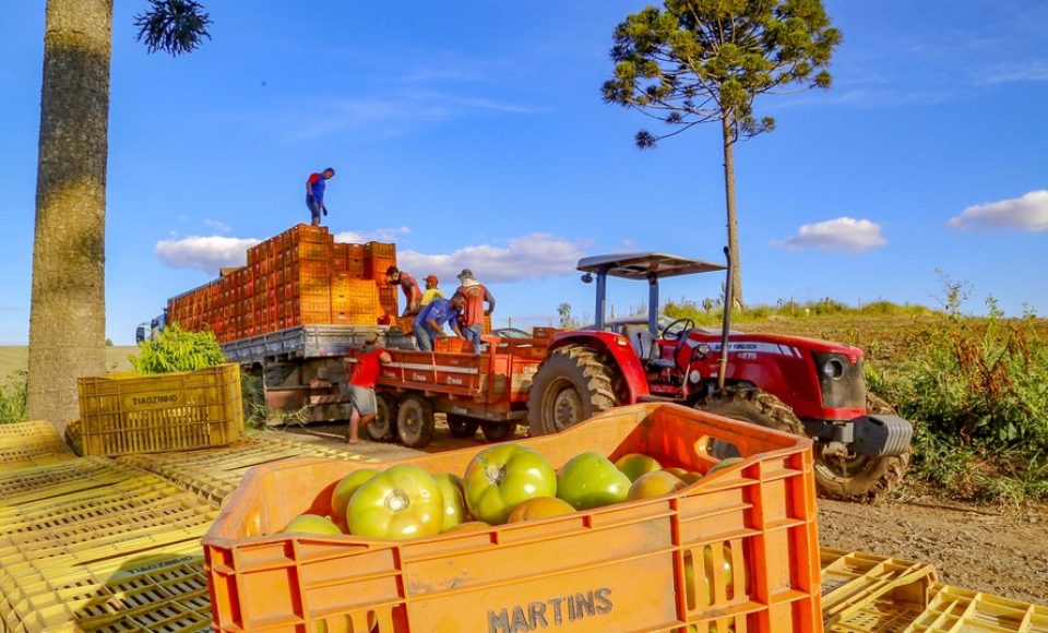plantação de tomate
Reserva-Pr
Gilson Abreu/AEN