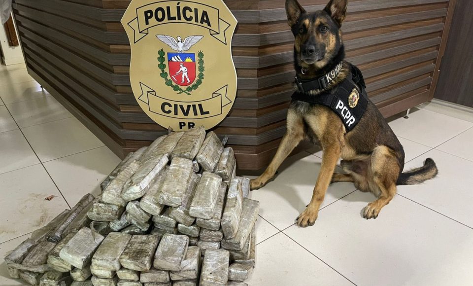 Ações com cães policiais da PCPR apreenderam mais de 10 toneladas de drogas em 2022 -