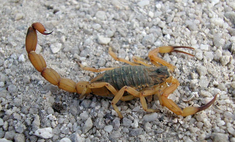 Escorpião amarelo  -  Curitiba, 11/03/2019  -  Foto: Emanuel Marques da Silva/ Divisão de Zoonoses e Intoxicações da SESA