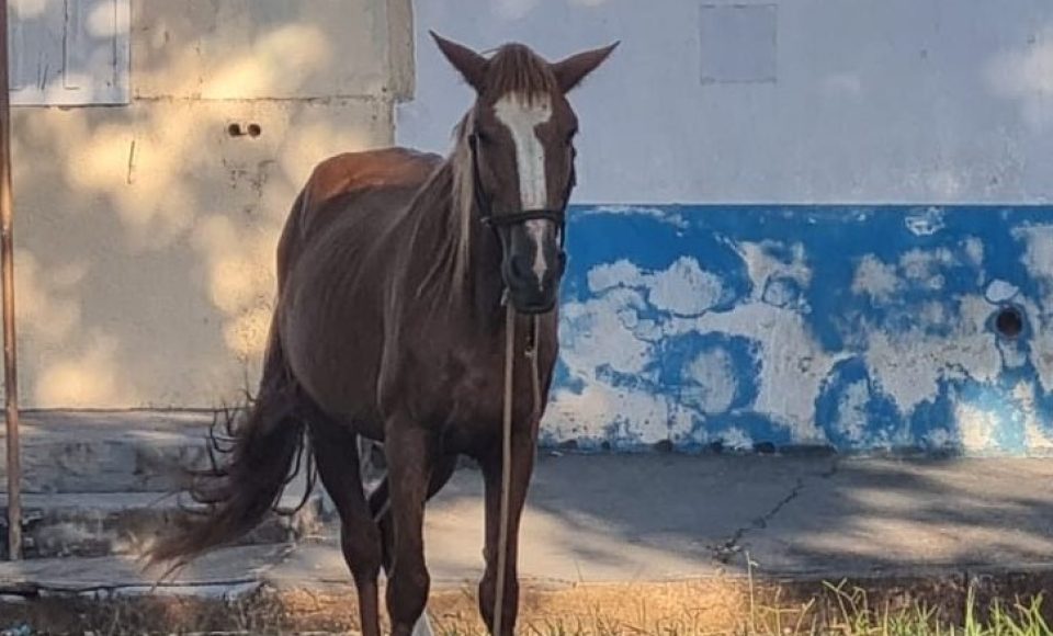 CAVALO
