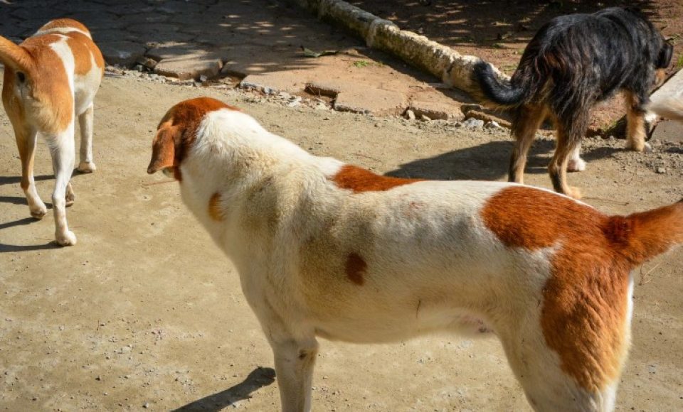 cachorro