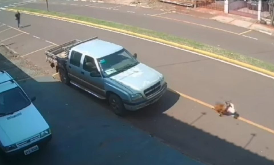 cachorro