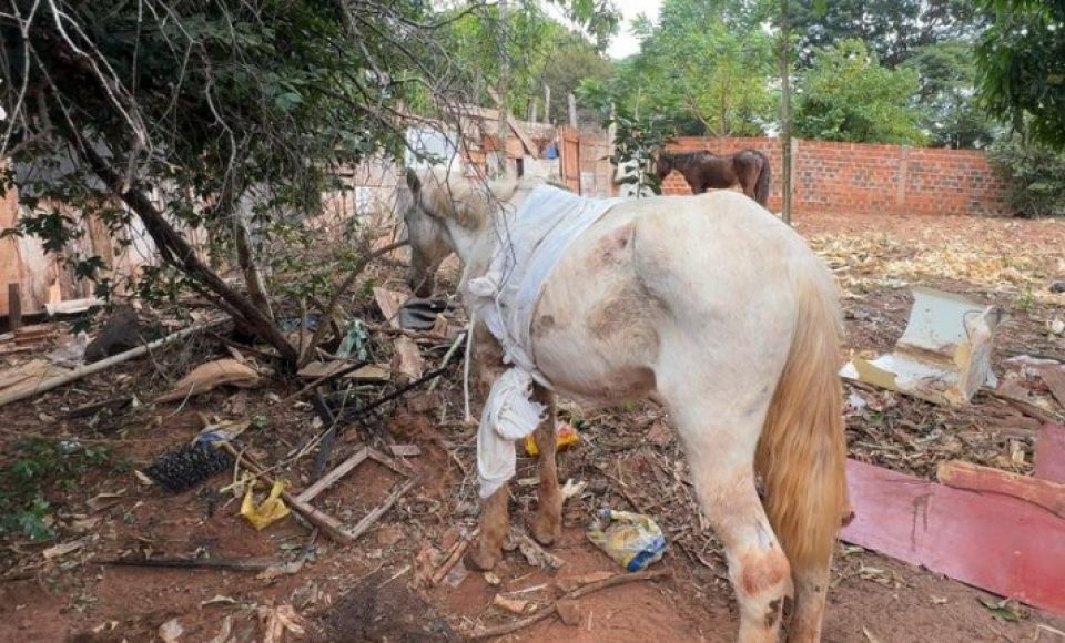 cavalo