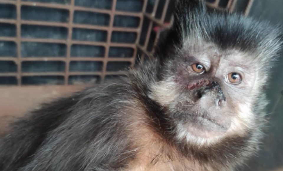 macaco