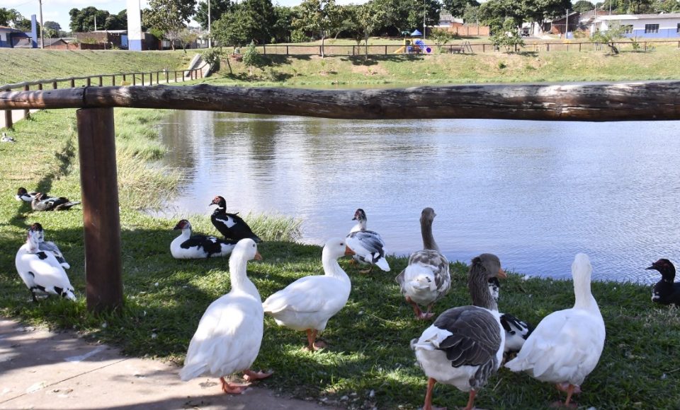 patos